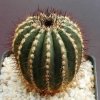 Uebelmannia_pectinifera_5